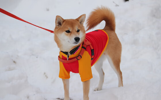 当绿茵化作五线谱，福克斯的独奏之夜与永恒的时间褶皱