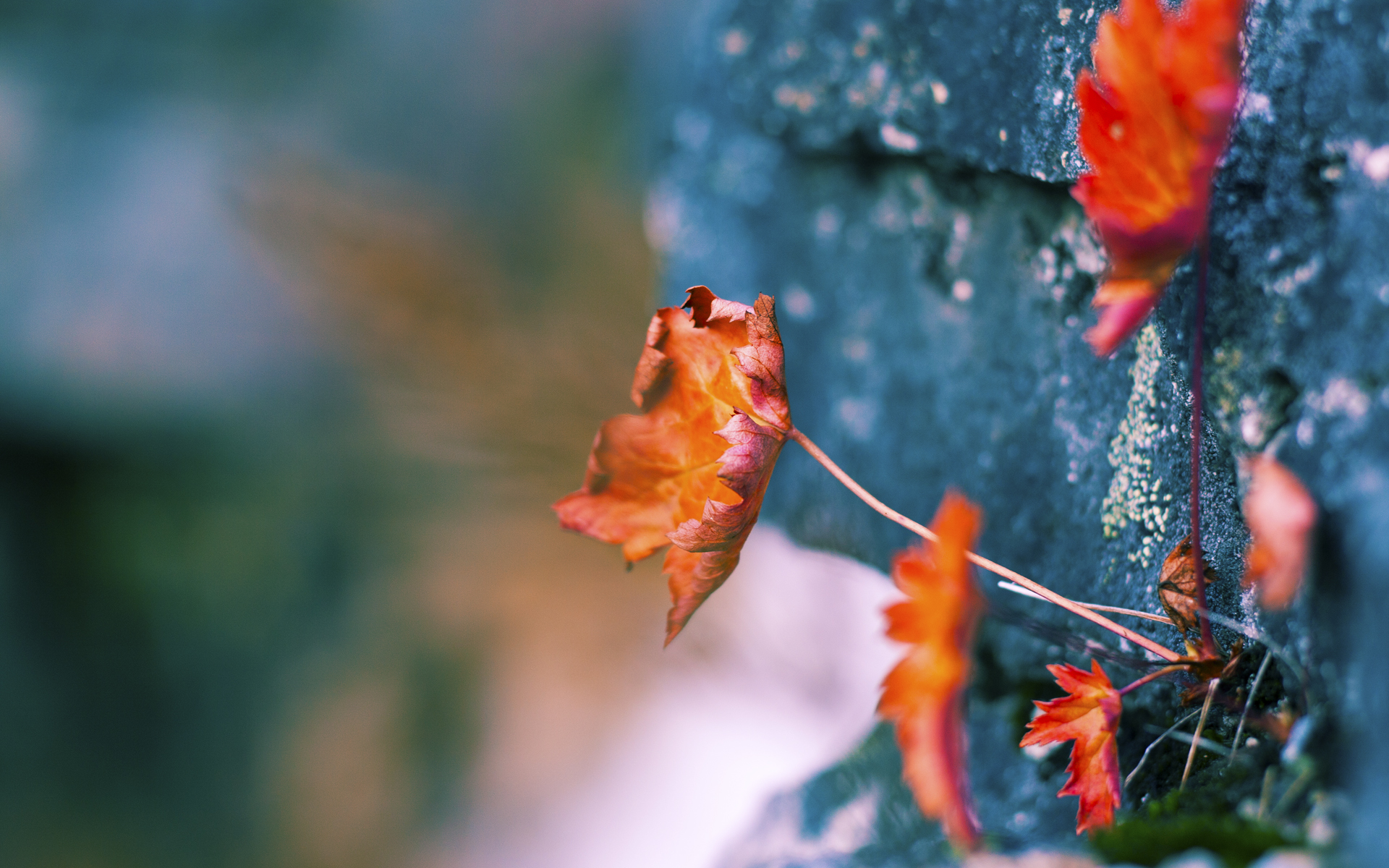 跨洋封印，保罗黄蜂控场记，单臂锁死吉林虎啸